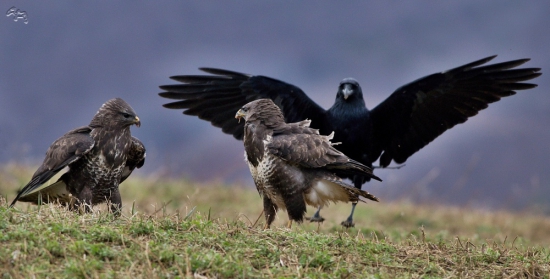 nevieš,čo chce ten čierny?