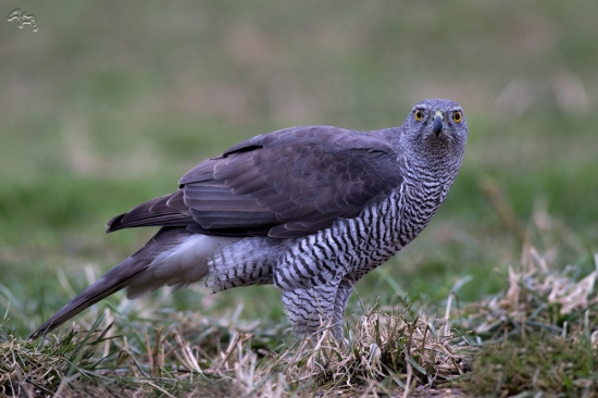 pohľad dravca-jastrab lesný