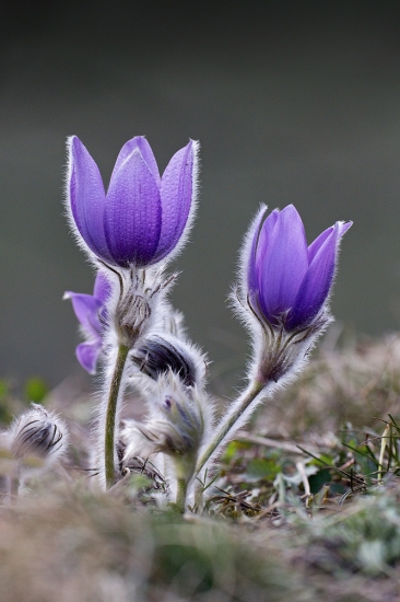 poniklec veľkokvetý