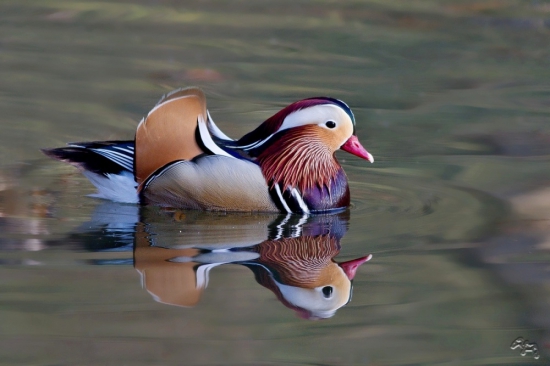 kačica mandarínska