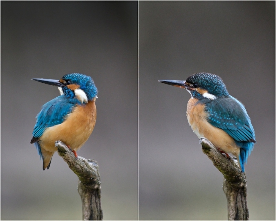 rybárik riečny - párik