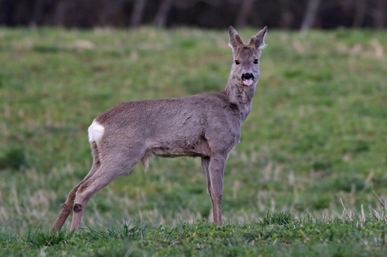 pozri,aký mám jazyk