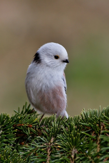 mlynárka dlhochvostá