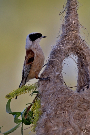 kúdelnička lužná