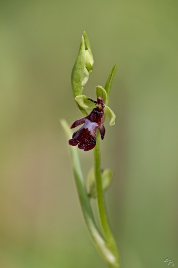 hmyzovník muchovitý