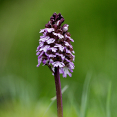 vstavač purpurový