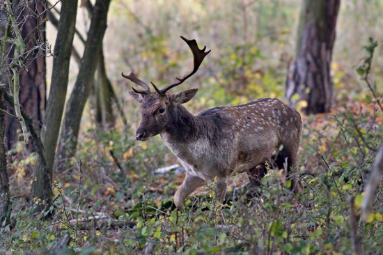 s poškodenou lopatou