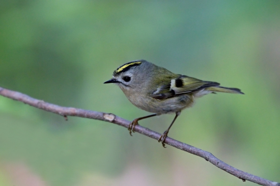 králiček zlatohlavý