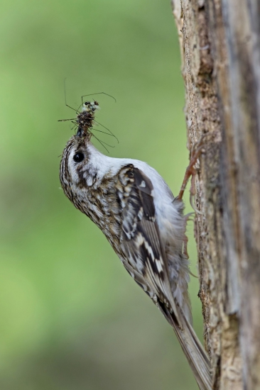 kôrovník dlhoprstý