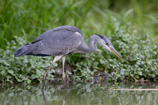 mladá volavka na love