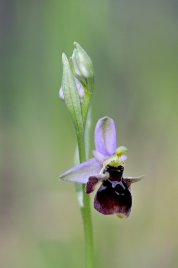hmyzovník včeloviťý