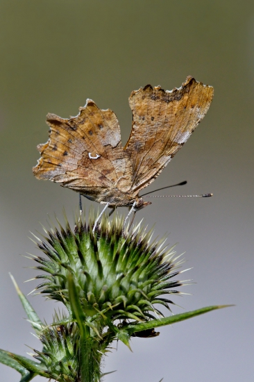 babôčka zubatokrídla