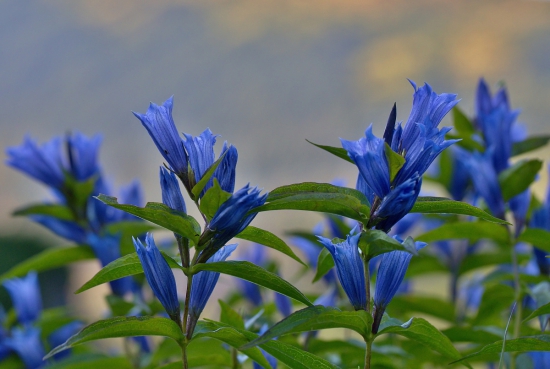 horec luskáčovitý