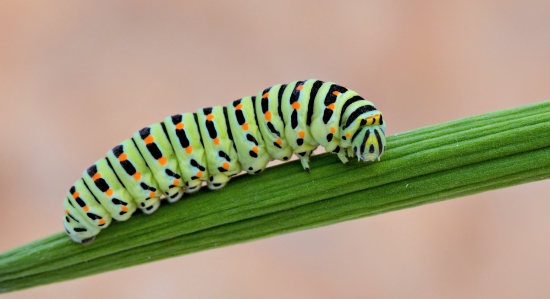 húsenica vidlochvosta feniklového
