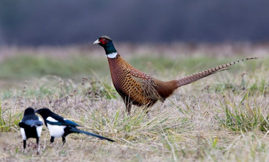 podívaj sa,ide fešák