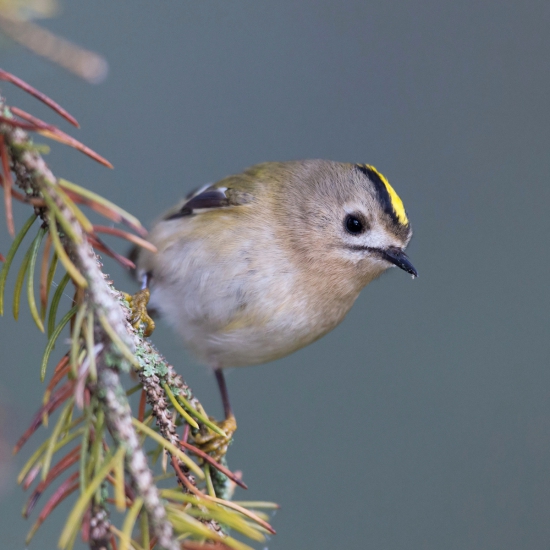 králiček zlatohlavý