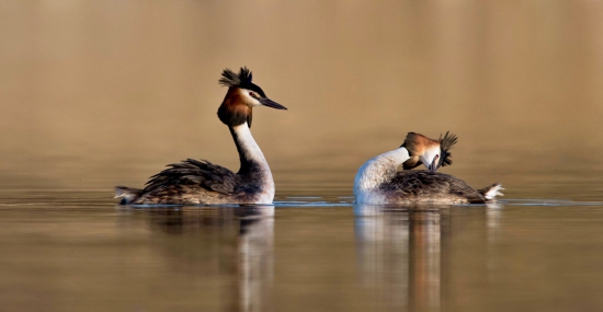 pytačky Potápky chochlatej