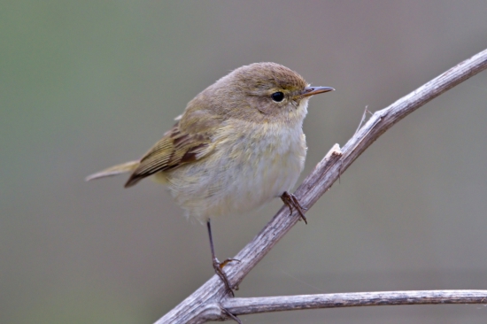 kolibiarik čipčavý