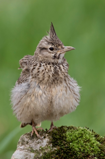 pipíška chochlatá