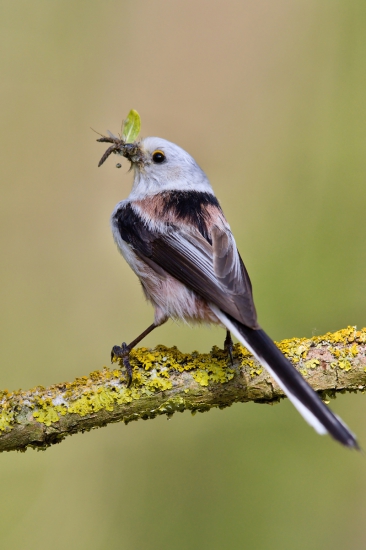 mlynárka dlhochvostá
