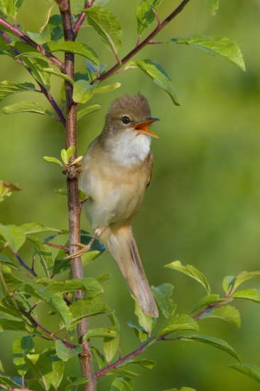 trsteniarik bahenný