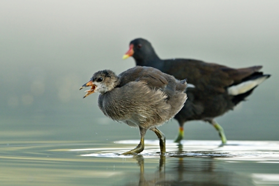 mladá sliepočka zelenonohá