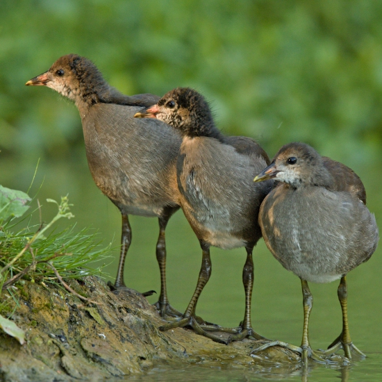 mladé sliepočky zelenonohé