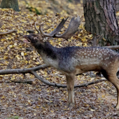 chŕkajúci