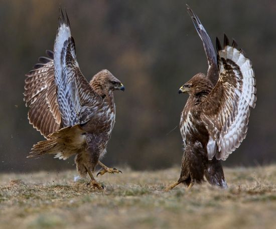 zastrašovanie súpera