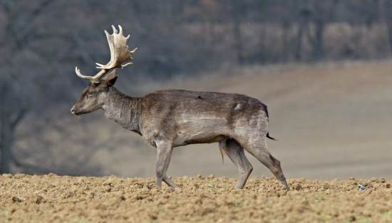 Tmavý daniel a Trasochvost biely