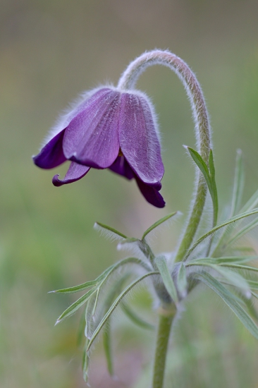 poniklec lúčny český