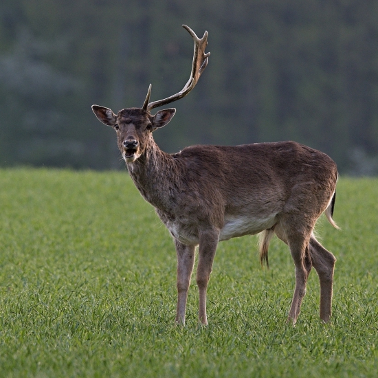má len jednu lopatu