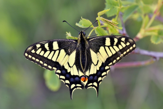 vidlochvost feniklový