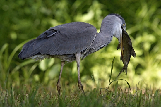 Olovrant trval 10 sekúnd