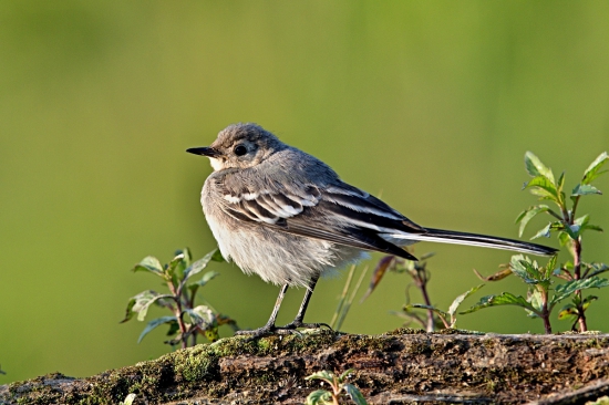 mladý trasochvost biely