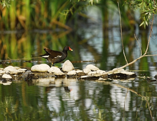Sliepočka zelenonohá