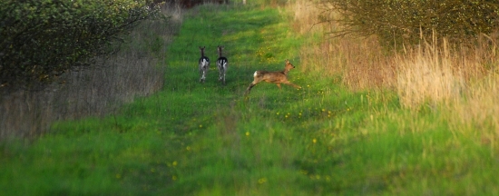 Každé svojou cestou