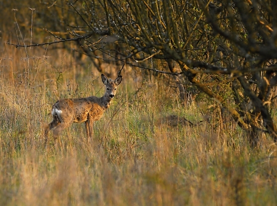 keď vyrastiem,budem pekný