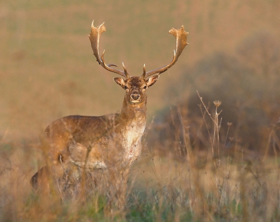 keď sa stretli pohľady