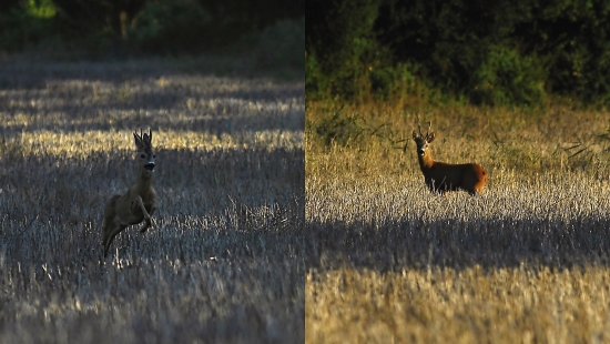 rešpektovanie silnejšieho
