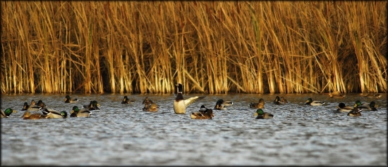 má to pod kontrolou