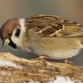 vrabec