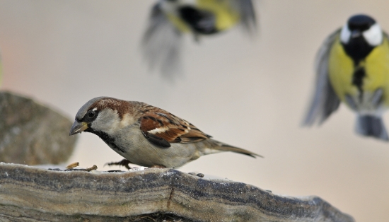 vrabec pod kontrolou