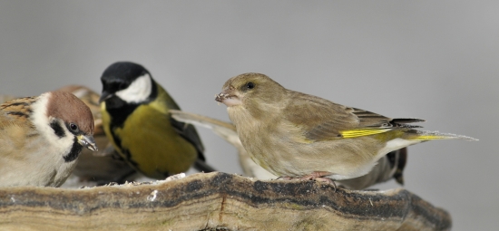 stehlík a jeho kámoši