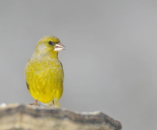 stehlík zelený-samček
