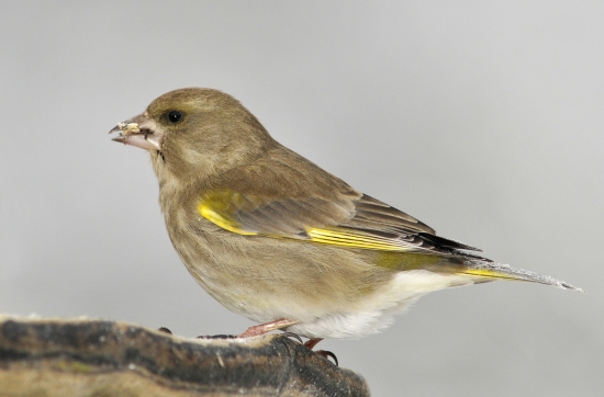 stehlík zelený-samička