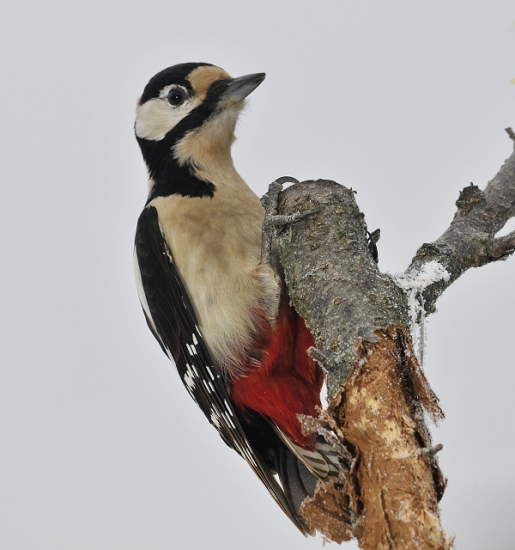 Doktor a jeho robota