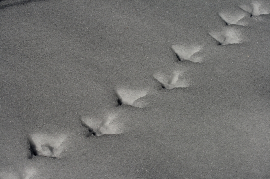 Hlucháň na predjarnej vychádzke