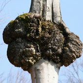 Hra prírody