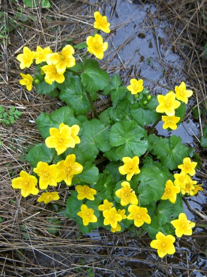 Záružlie močiarne